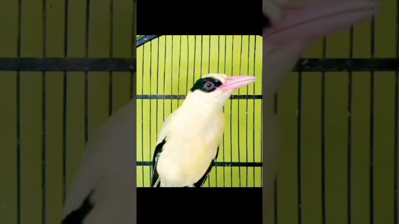 kepodang gacor