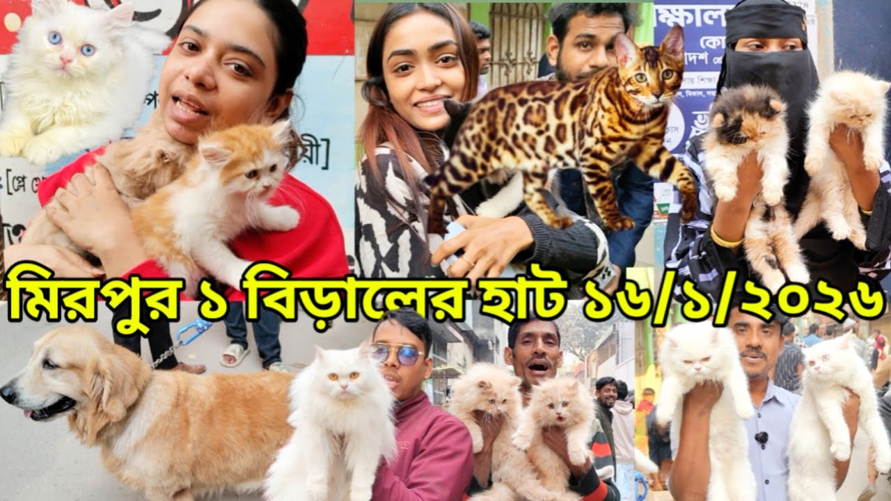 মিরপুর ১ বিড়ালের হাট | Dog price in Bangladesh | Persian Cat price in Bangladesh | Biraler hat 2026