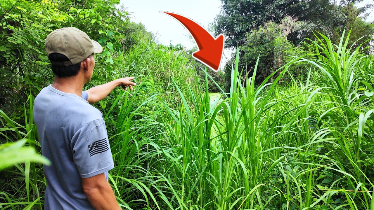 A Fish Pond ABANDONED for 30 YEARS — What We Found Was SHOCKING