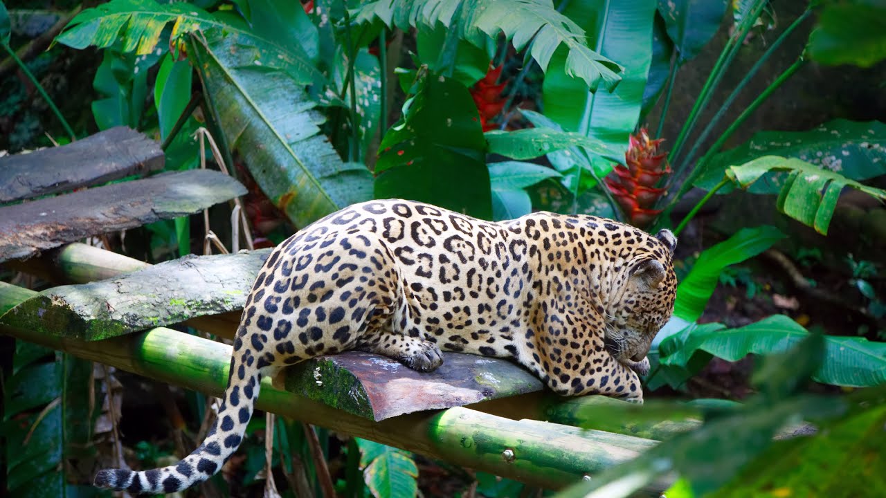 On visite le ZOO de la Guadeloupe !