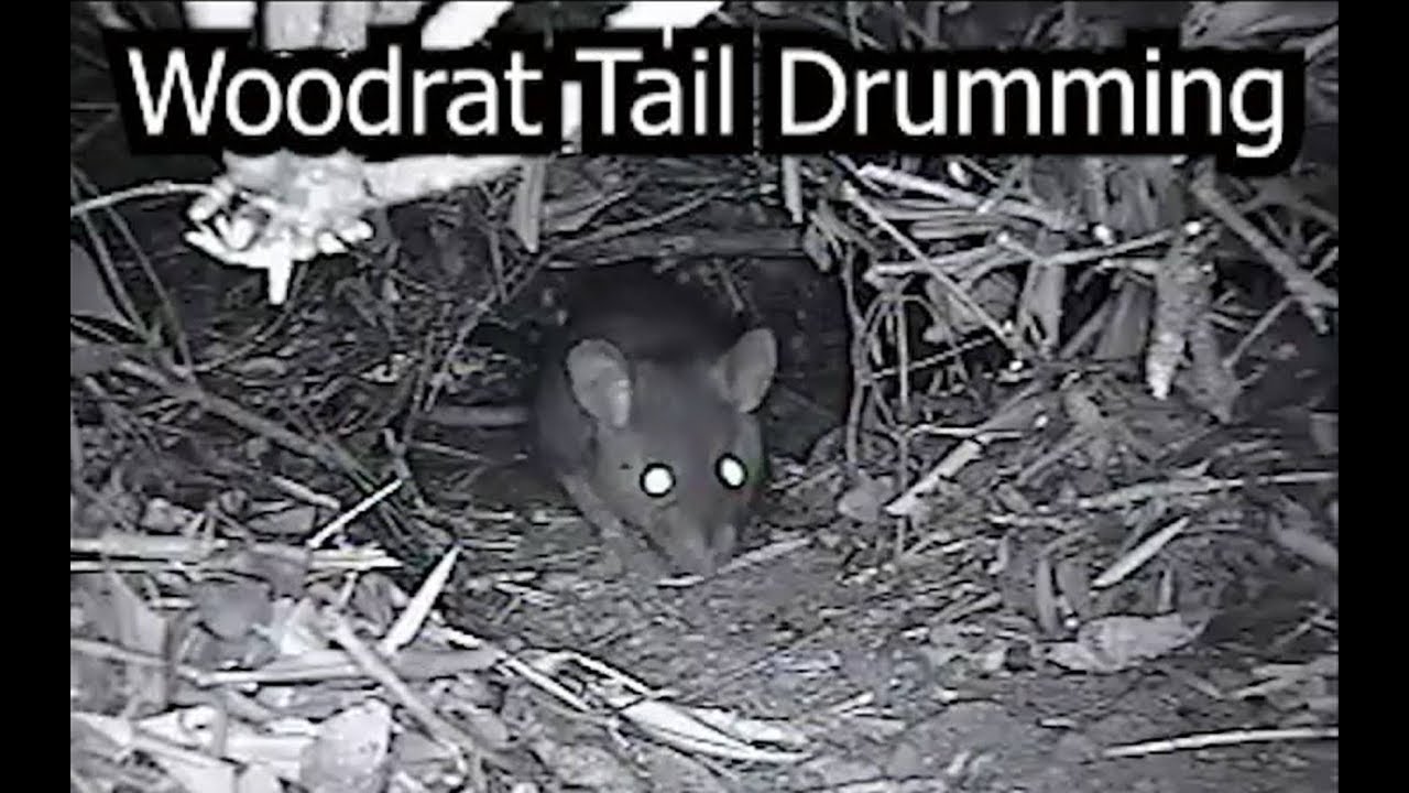 Woodrat Tail Drumming