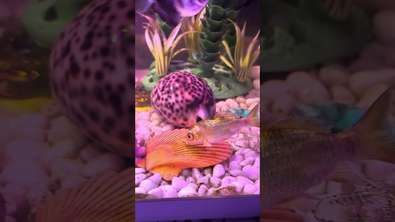 #fish #fishingvideo #animals 