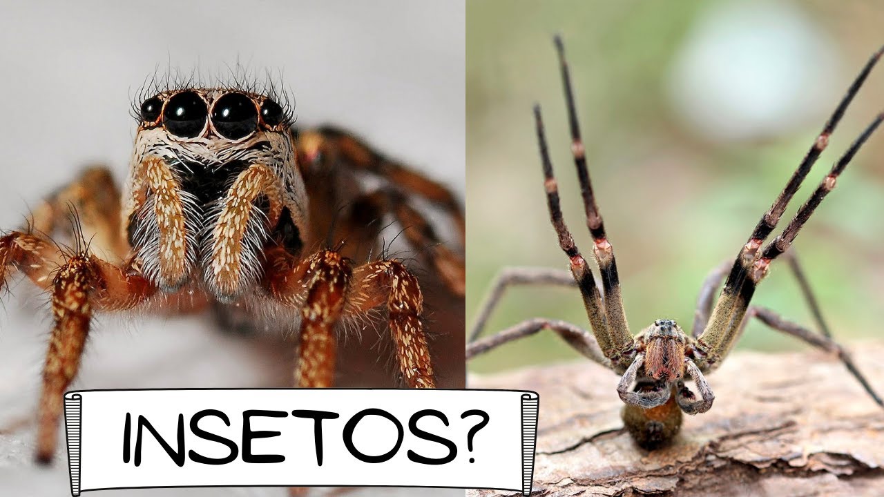 CURIOSIDADES - ARANHAS
