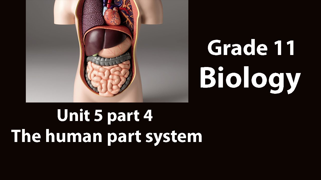 Grade 11 Biology Unit 5 part-4 The human body system