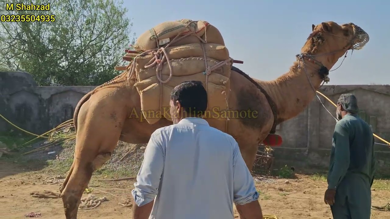 Camle Weight Lifting Competition Camel Falk And Camel Jugno On Syed  Waqar Sha Kahlian 