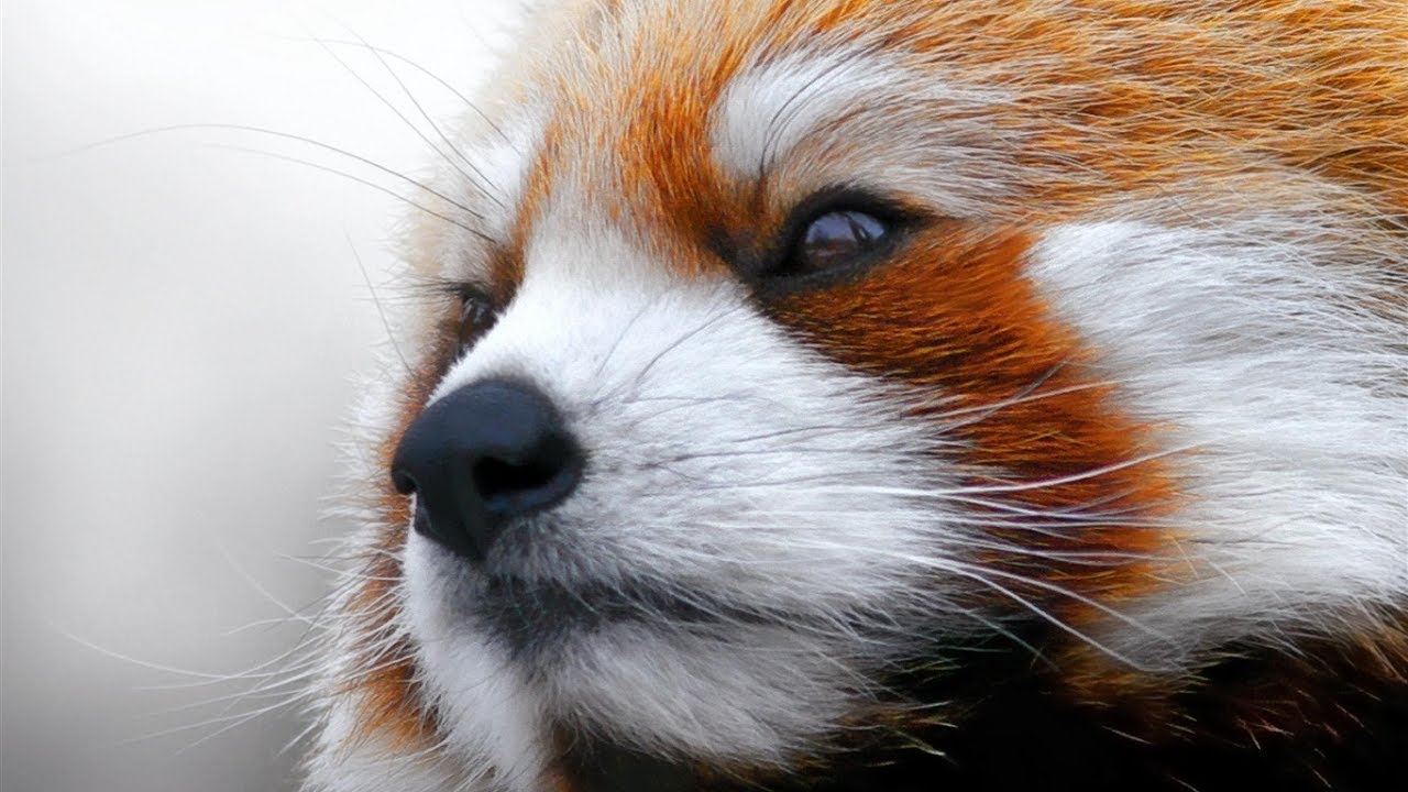 Red Pandas Compilation