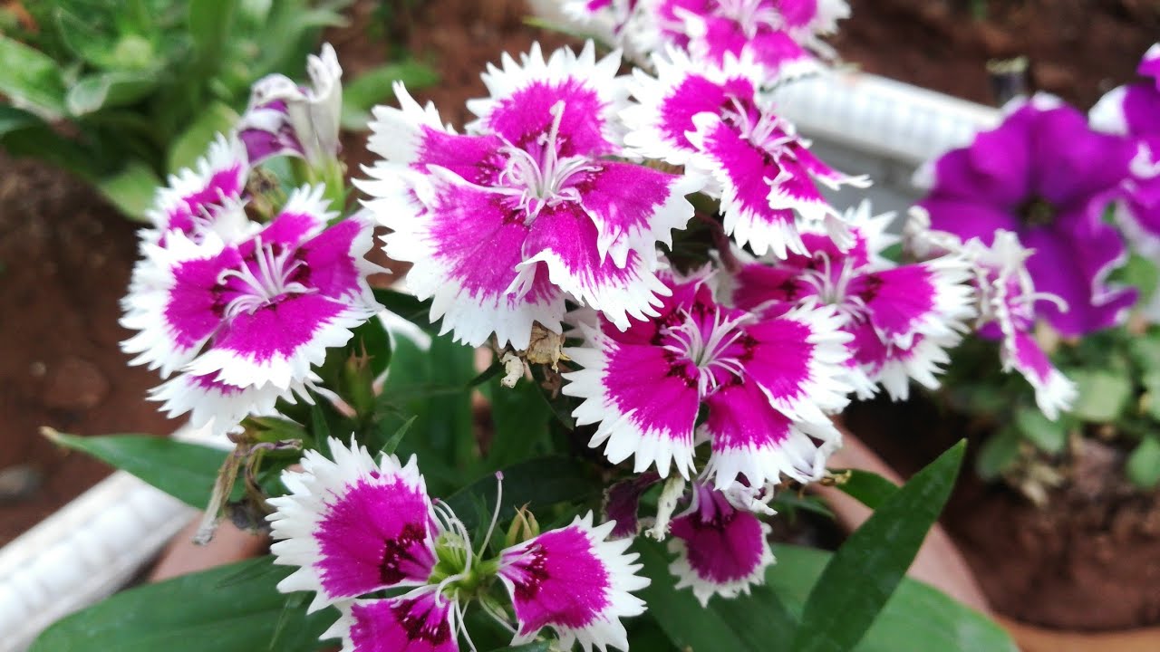 How to Get More Flowers On Dianthus Plant! आसानी से Dianthus पे ढेरों फूल पाए ||