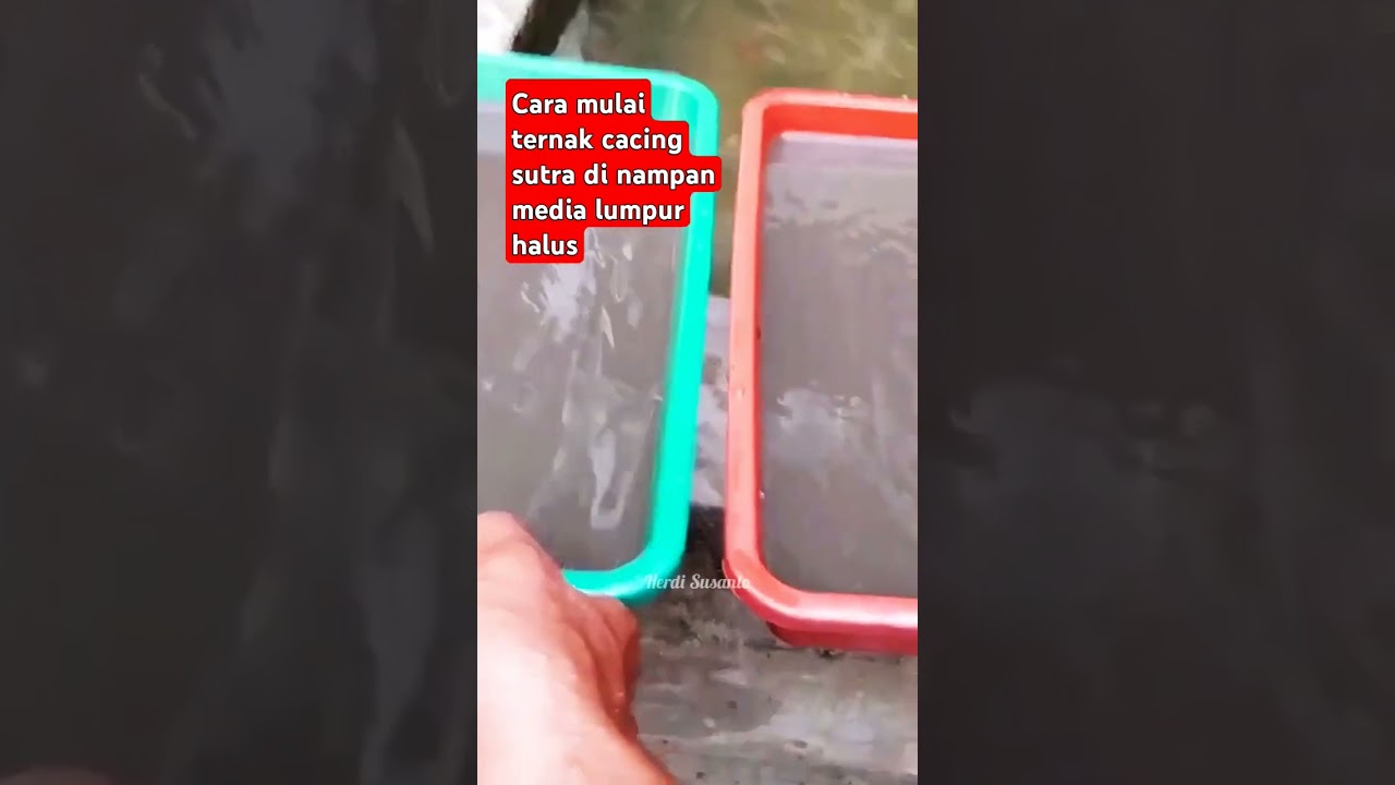 Cara mulai ternak cacing sutra di nampan #shorts #cacingsutra #pakanikanalami