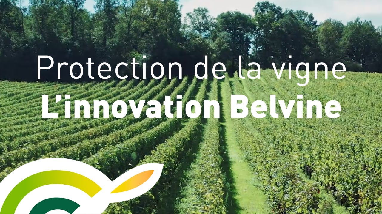 Belvine, l'innovation pour la protection de la vigne