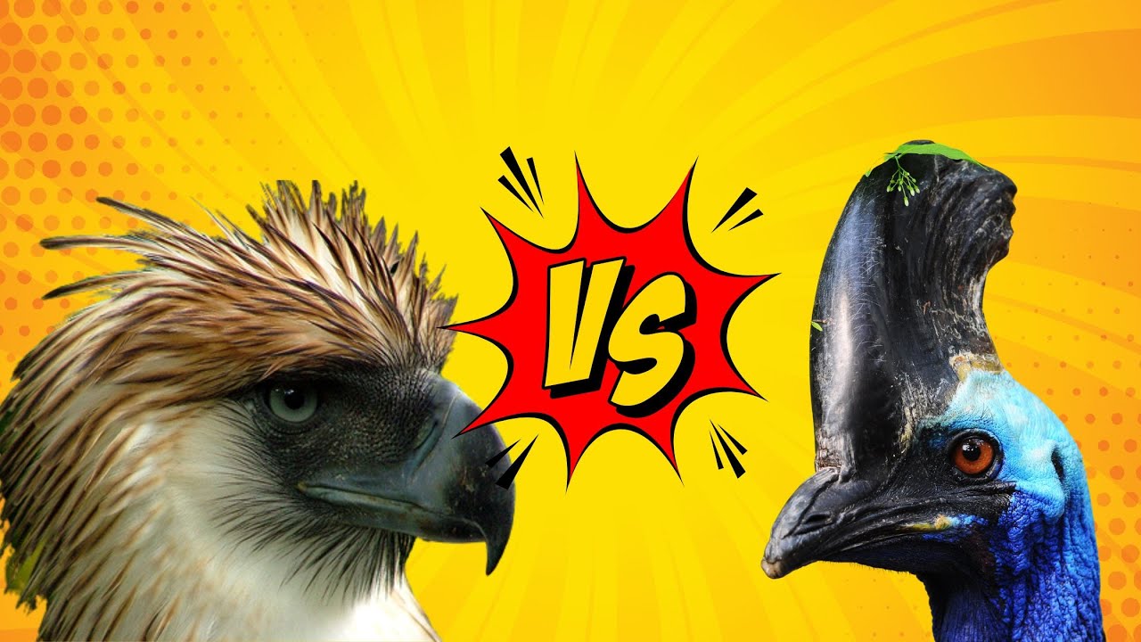 Philippine Eagle vs Cassowary (Ostrich, Shoebill, Emu, Harpy Eagle)