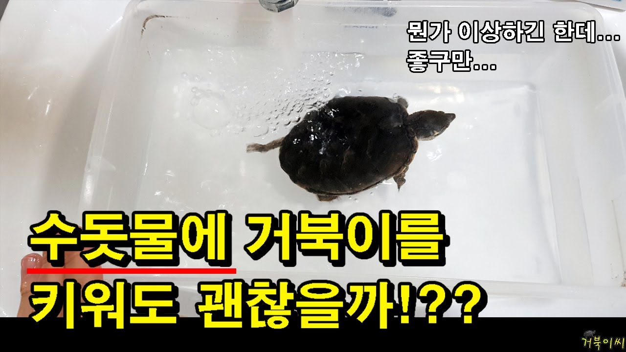[#거북이씨​]  수돗물에 거북이를 키워도 괜찮을까!? feat.반수생 거북이