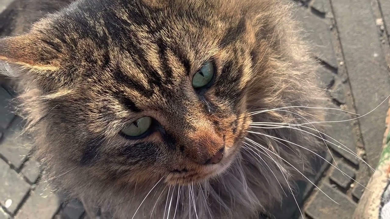 Cat Rescued from freezing hunger