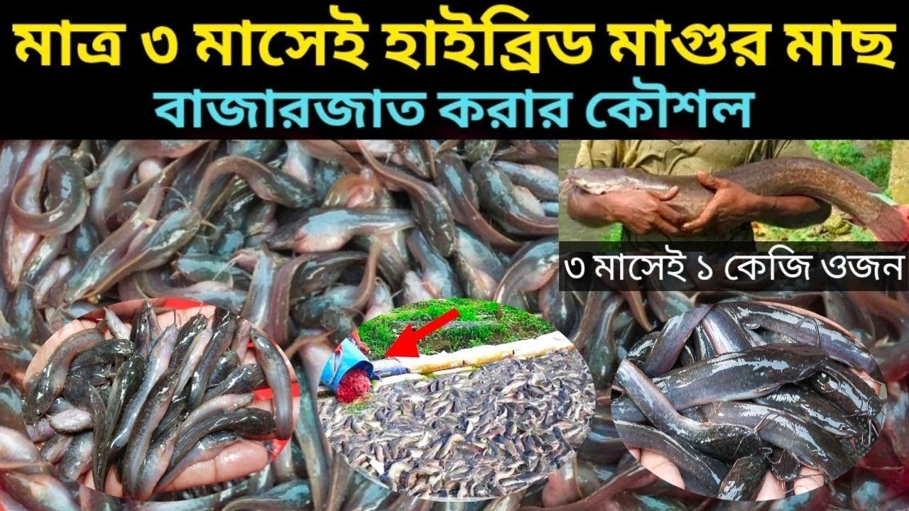 আফ্রিকান হাইব্রিড মাগুর মাছের পোনা।। হাইব্রিড মাগুর মাছ চাষ পদ্ধতি।। মাগুর মাছ সব জায়গায় ডেলিভারি।। 