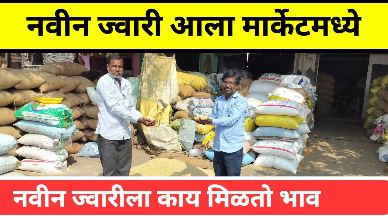 नवीन ज्वारी आली मार्केटमध्ये || नवीन ज्वारी ल काय मिळतो भाव || Peek Pani