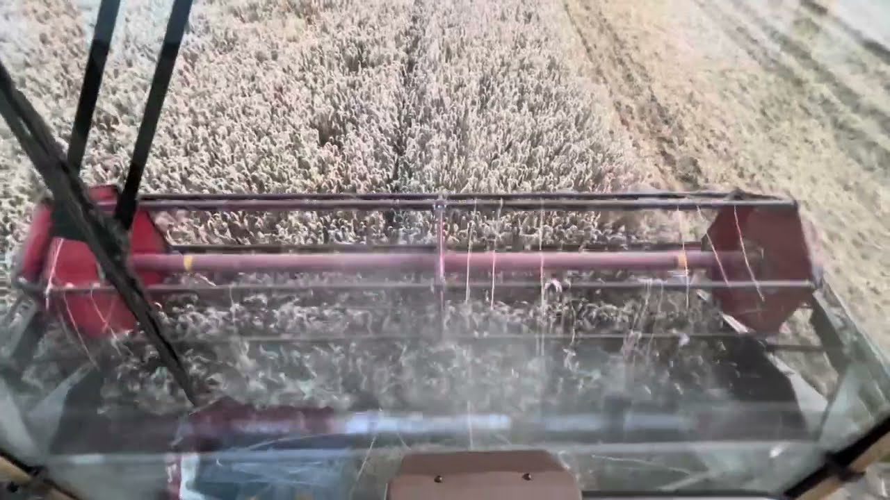 Pszenica Banatus 10.7t/ha Rekord Gospodarstwa || Massey Ferguson 29XP||