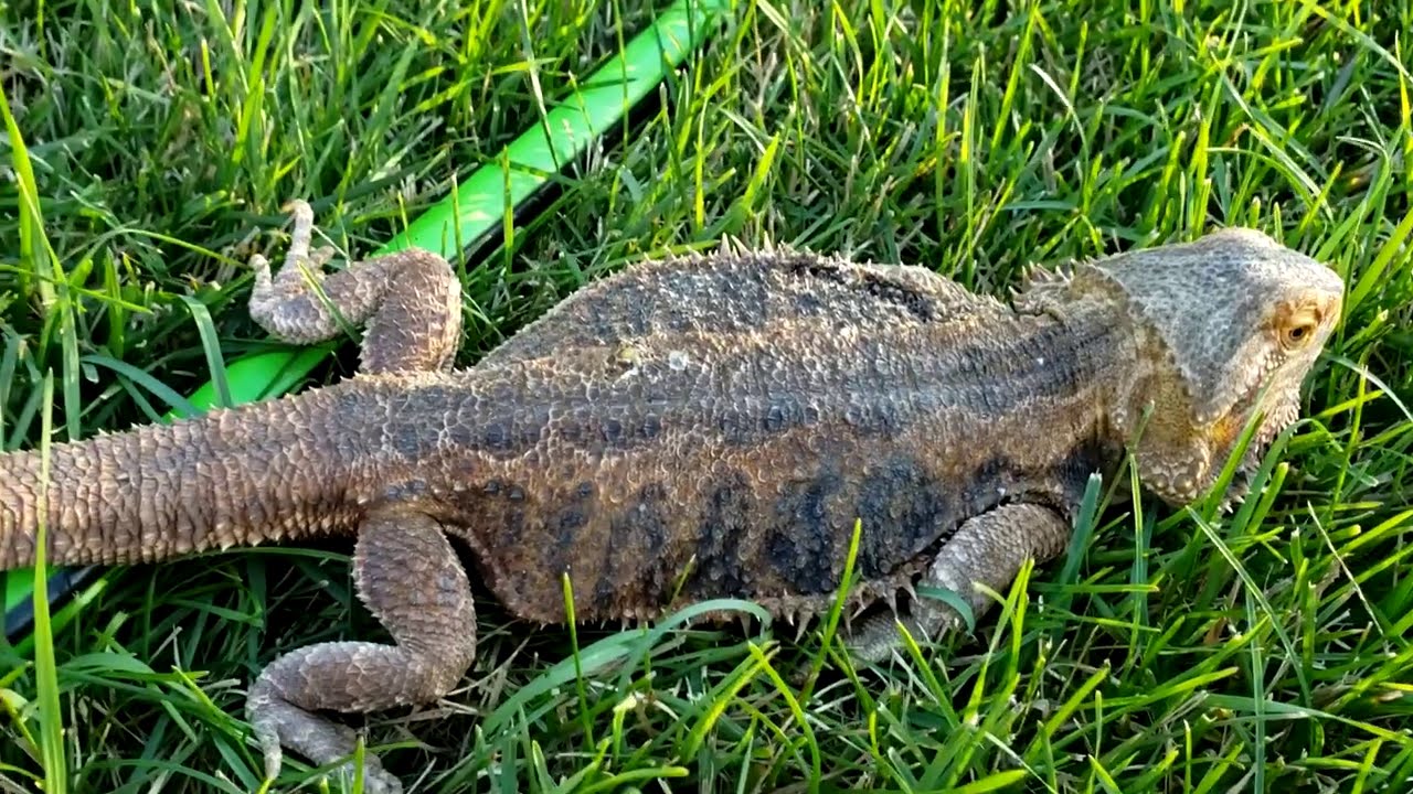 Neglected Dying Bearded Dragon RESCUE Day 12 | FIRST TIME OUTSIDE AND WALKING AROUND!
