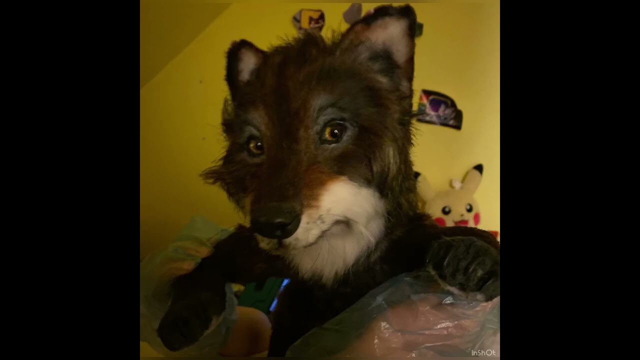 Realistic wolf 🐺 cub,.,. Plush kinda looks 👀 like 👍 a fox,.,.🦊 Plush review,.,.