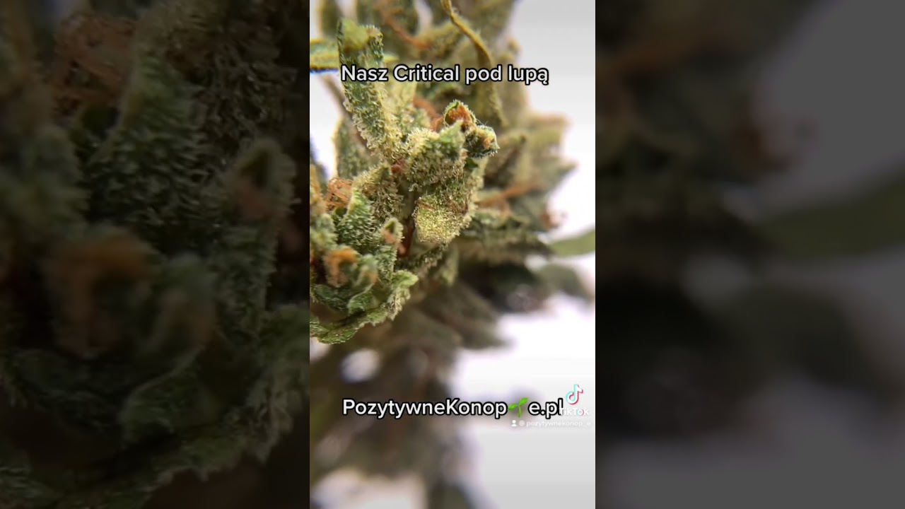 Critical Haze pod lupą.