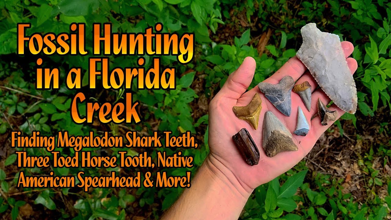 Fossil Hunting in a Florida Creek for Megalodon Shark Teeth | I Found an Arrowhead / Spearhead!