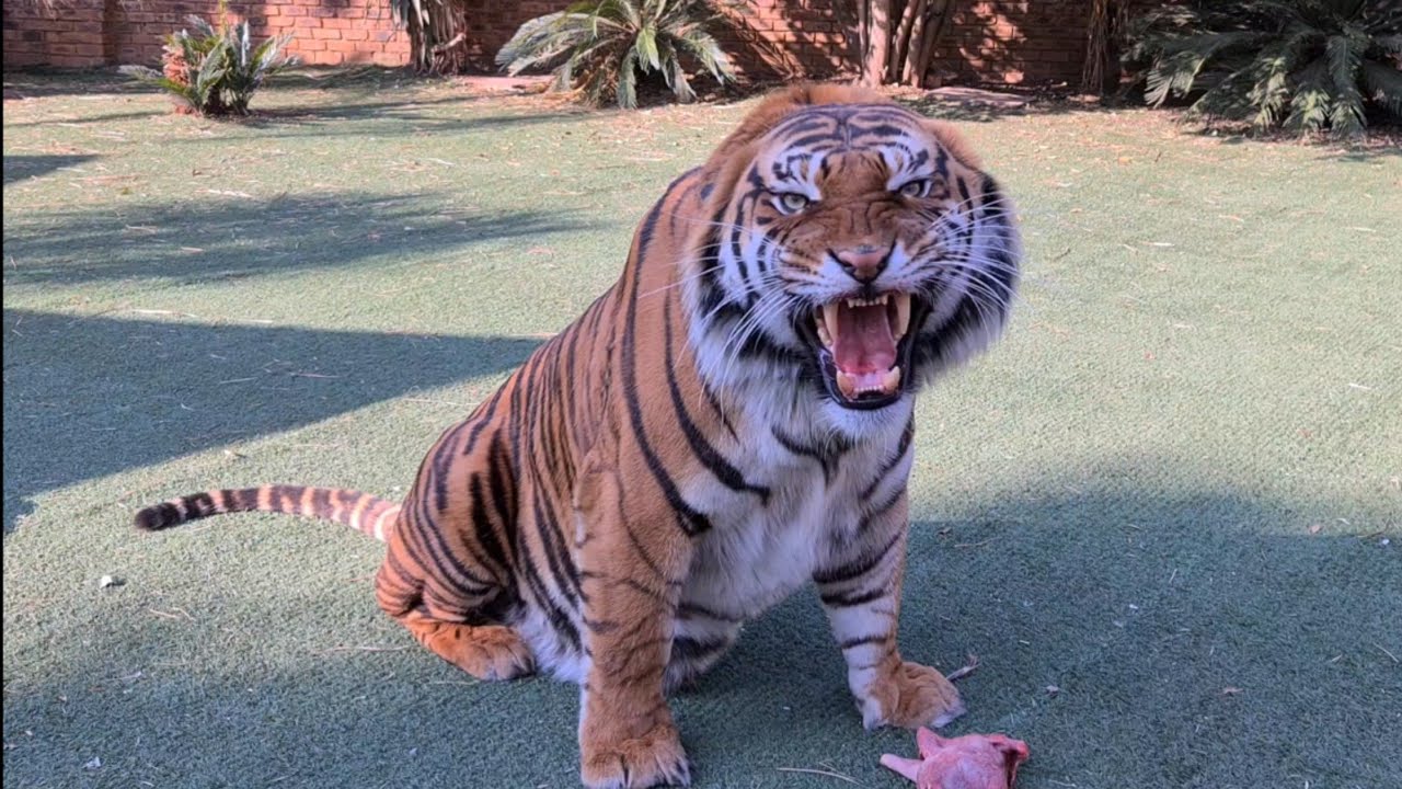 Does this roar mean He feels great ?
