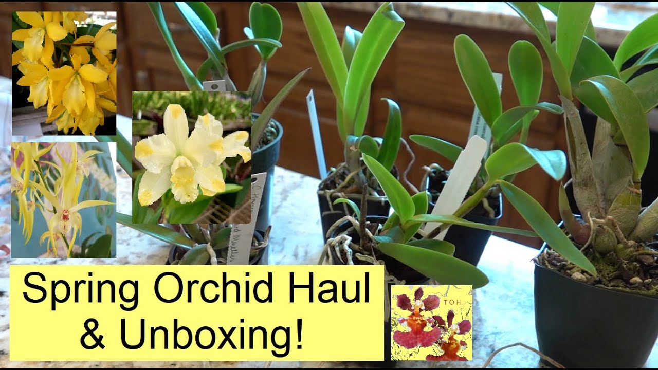 Spring Orchid Haul & Unboxing | New Orchid Purchases | Exciting New Orchid Blooms to Look Forward To