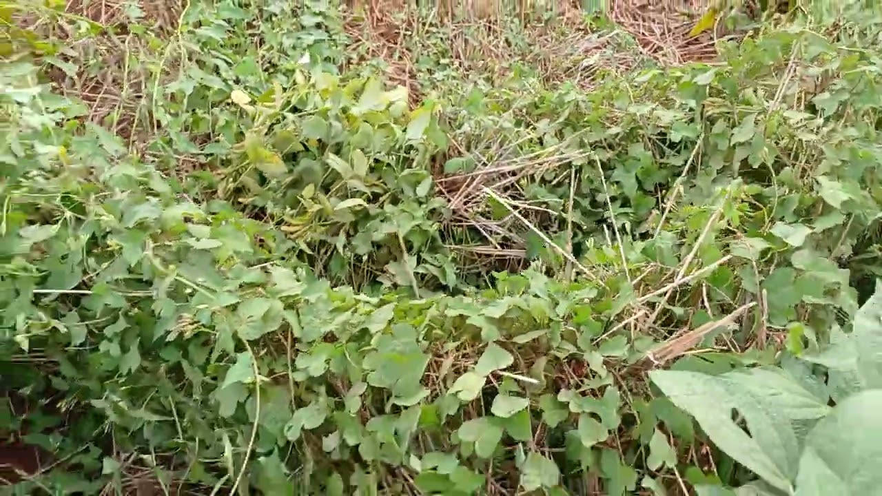 Domingão  dando  uma  olhada  na  lavoura  de soja