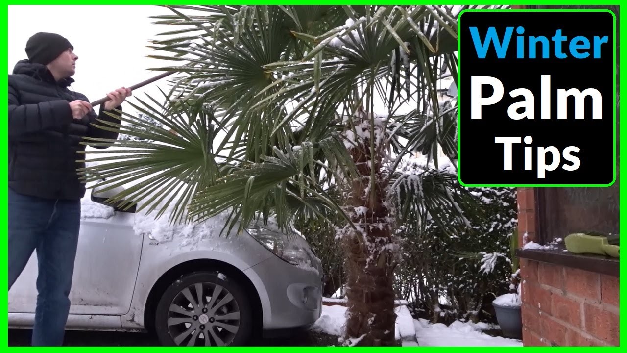 Removing Snow from Palm Trees (How to Protect Palm Trees in Winter)