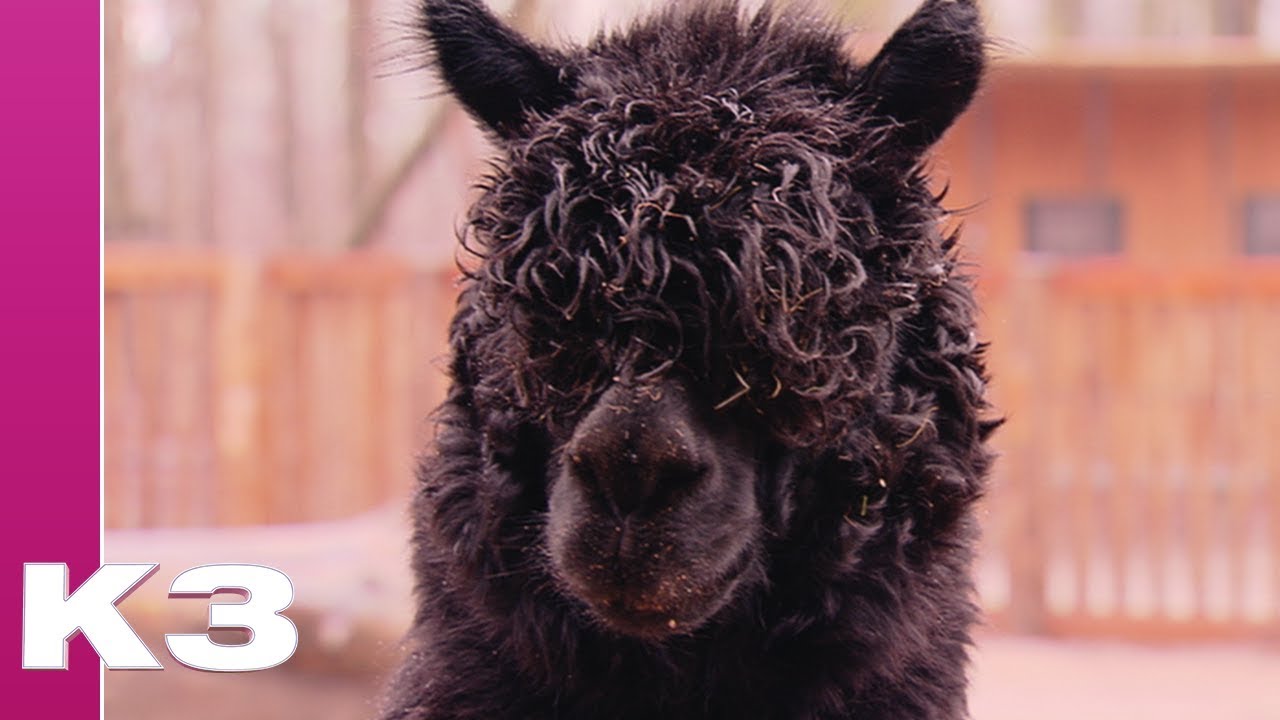 De wereld van K3: Dieren - Lama