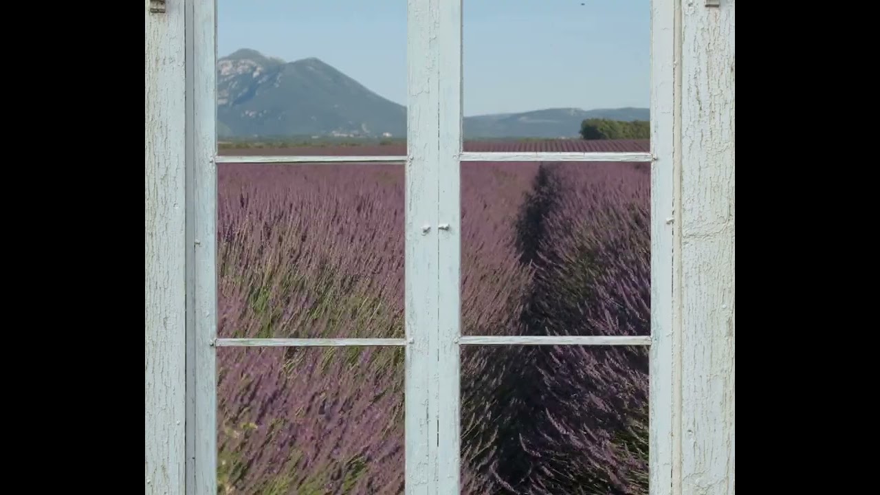 Lavender Fields Window View France 12 Hour Ambient Video