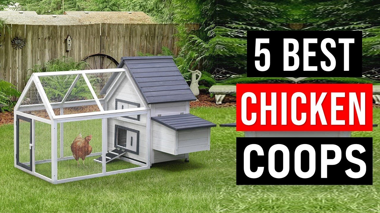 Top 5 Best Chicken Coops in 2024 | Best Chicken Coop (Buying Guide)