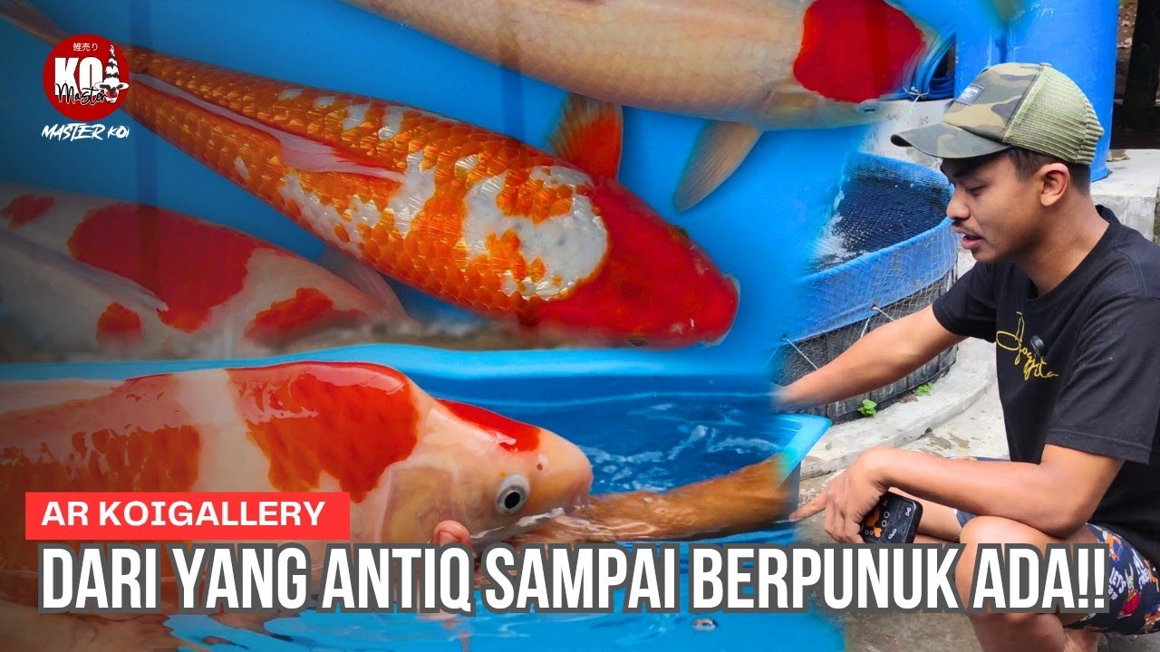 GASS!! REVIEW HARGA IKAN KOI DARI YANG SUPER SAMPAI ANTIQ ADA SEMUA ‼️| AR KOIGALLERY 