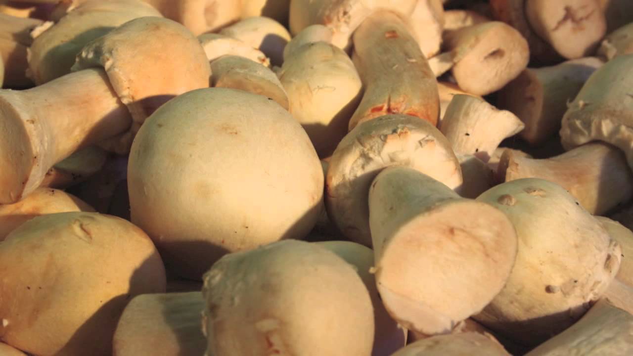 The Return of the Mushroom | Unrivalled Quality