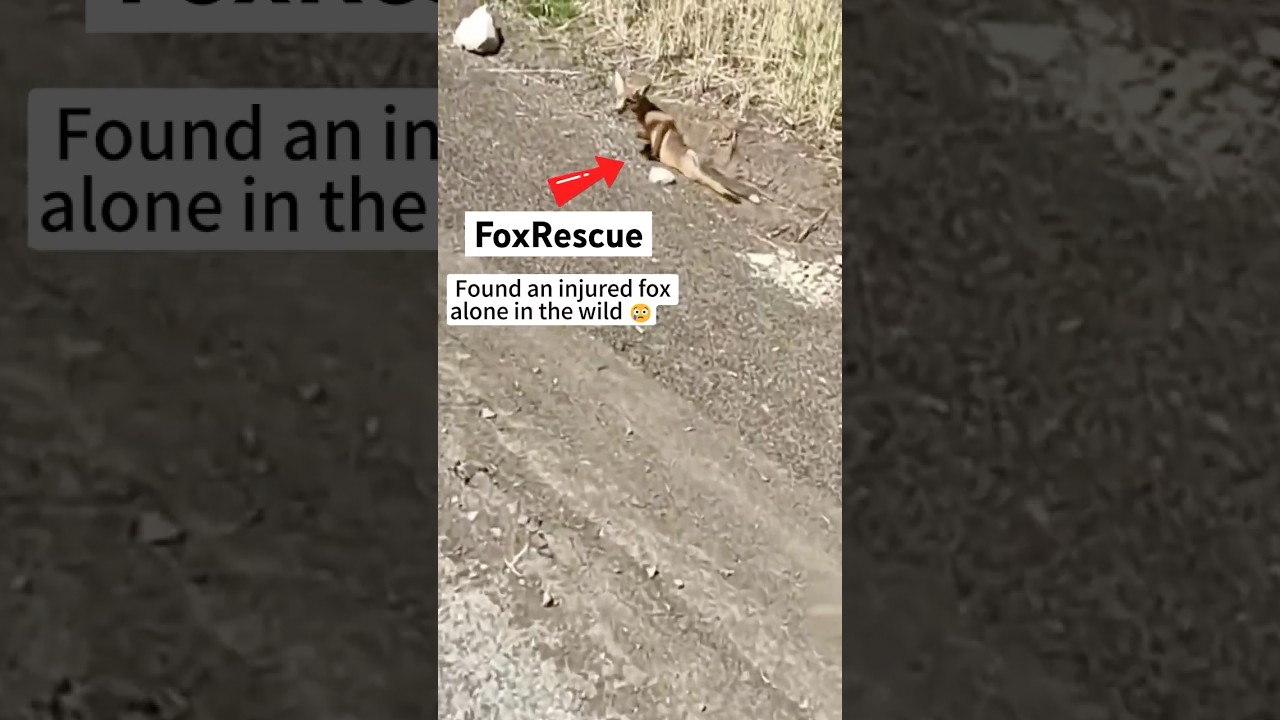 This Injured Fox Turned Into the Sweetest Troublemaker 🦊❤️#foxrescue