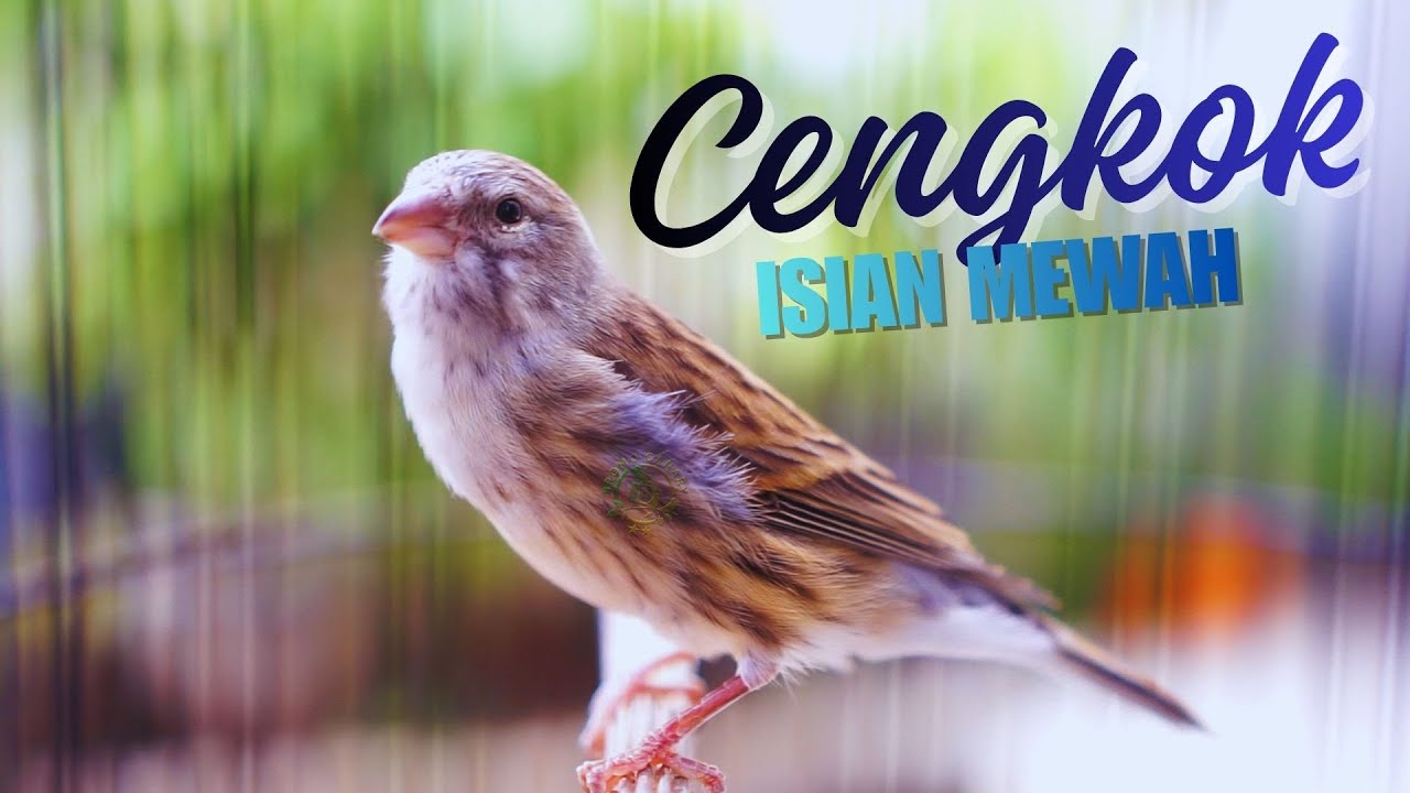 MATERI LOMBA ISIAN MEWAH ! MASTERAN KENARI ISIAN BLACKTHROAT GACOR DURASI PANJANG CENGKOK MEWAH