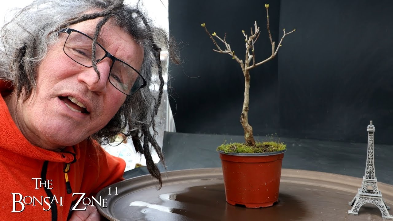 Repotting My French Lilac and More, The Bonsai Zone, Feb 2024