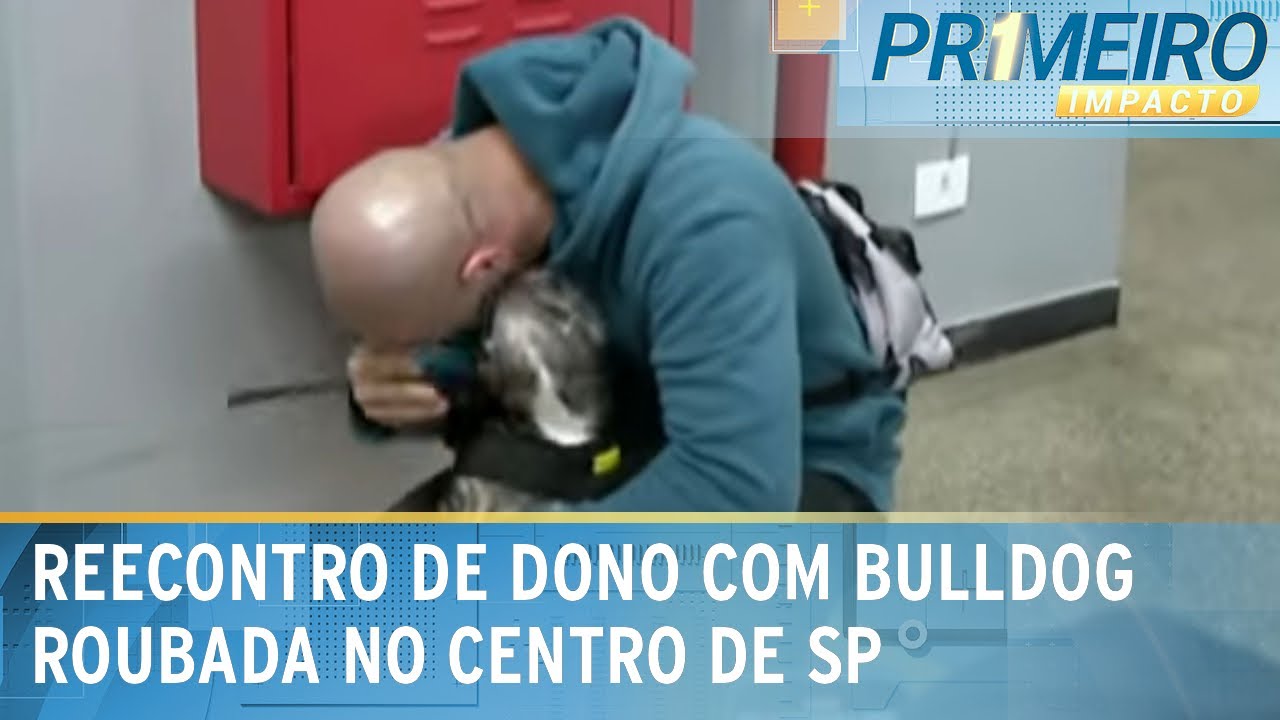 Bulldog Sofia, roubada em SP, foi encontrada; ladrão foi detido | Primeiro Impacto (7/10/24)