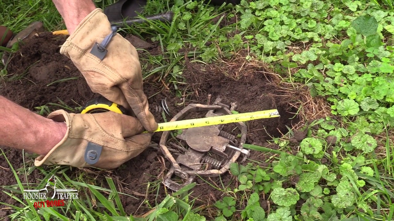 Coyote Trap Placement