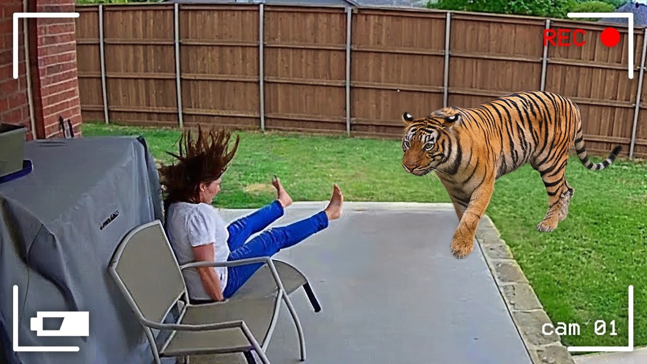 Shocking Moments Wild Animals Invading Cities Caught on Camera 😁 Funniest Animal Videos 2025
