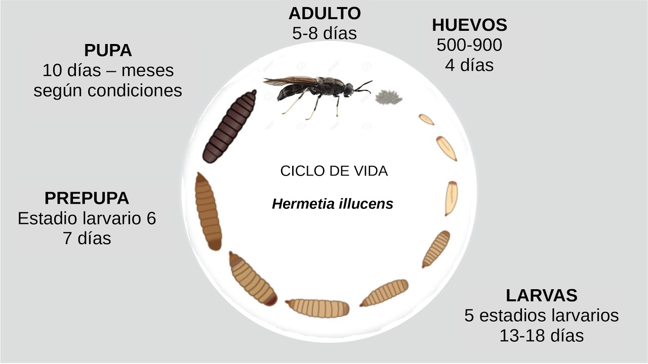Compostaje con mosca soldado negra (Hermetia illucens). Separación de larvas y pre-pupas.