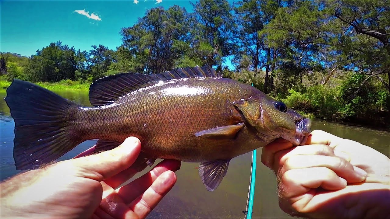 Sooty Fishing Australia - I'm Back!