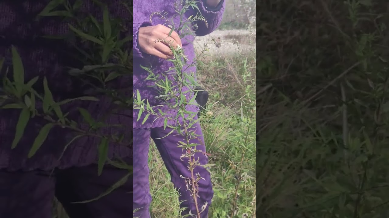 Artemisia vulgaris e Verlotiorum: impariamo a riconoscerle. Parte 2 - proprietà officinali,  cucina.