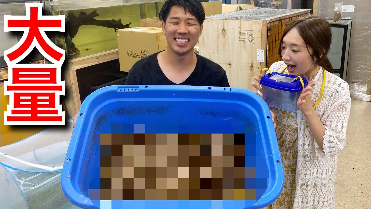 鰐さんが大量の〇〇〇を採ってきたので飼うことにしました