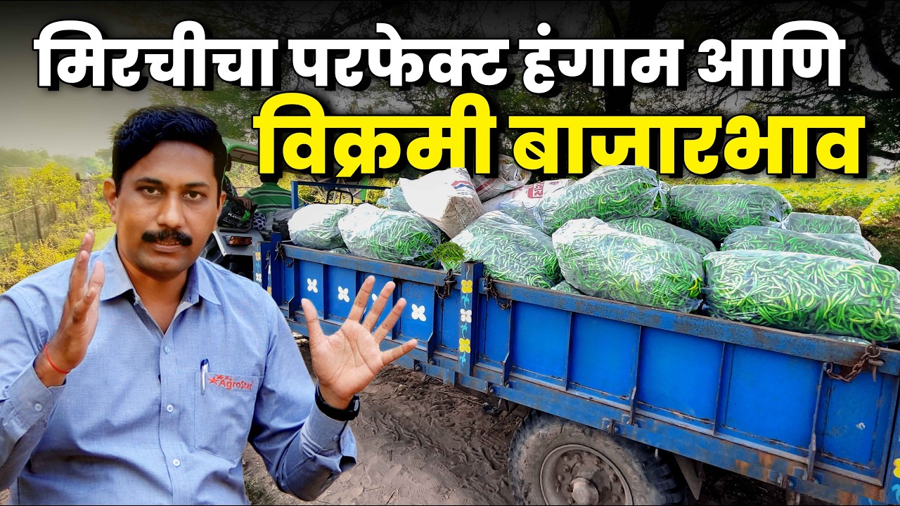 Chilli Farming । मिर्ची लागवड हंगाम। Mirchi lagwad Top Varatiy। मिर्ची रोप कसे निवडावे । मल्चिंग