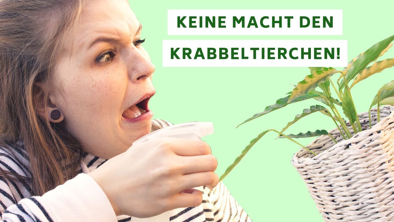 Selbstgemachtes Hausmittel gegen Schädlige - So gehts!