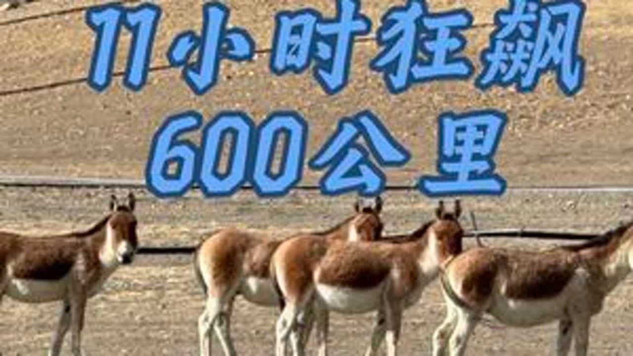 一个人在西藏狂飙600公里，黑夜翻越3座海拔5000米的雪山，最终还是高反了，半夜十二点的西藏山路上看到狐狸和野狼还有自己孤独而勇敢的心#西藏自驾游 #种草计划 #云朵飘游记 #猛龙油耗 #vl...