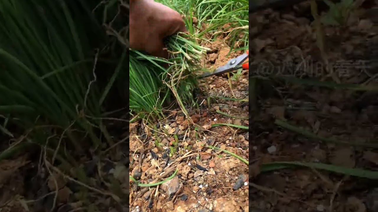 Farm Life: Cutting Veggies Like a Pro! 🌾🥕