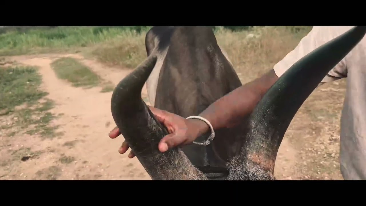 Karambans Pongal 🔥👍 | Annur | Village Life | Kaala Maadu #8489214501