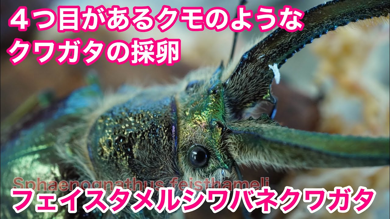 フェイスタメルシワバネクワガタの割出