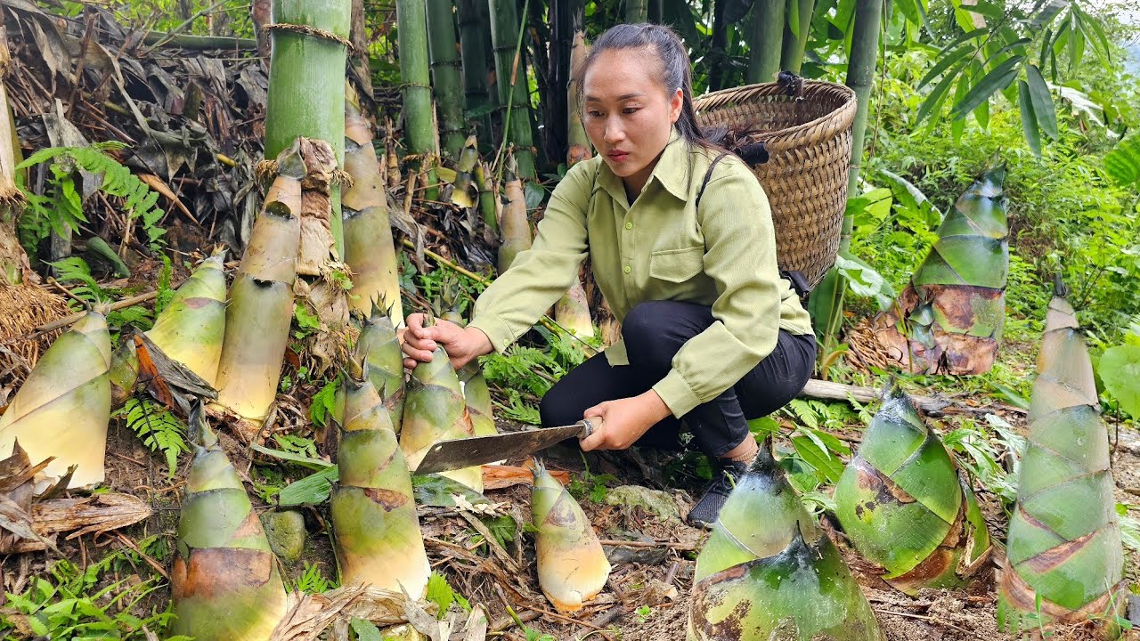 Harvesting giant bamboo shoots to sell at market, pick ripe papaya to cook for the pigs | Ly Thi Tam