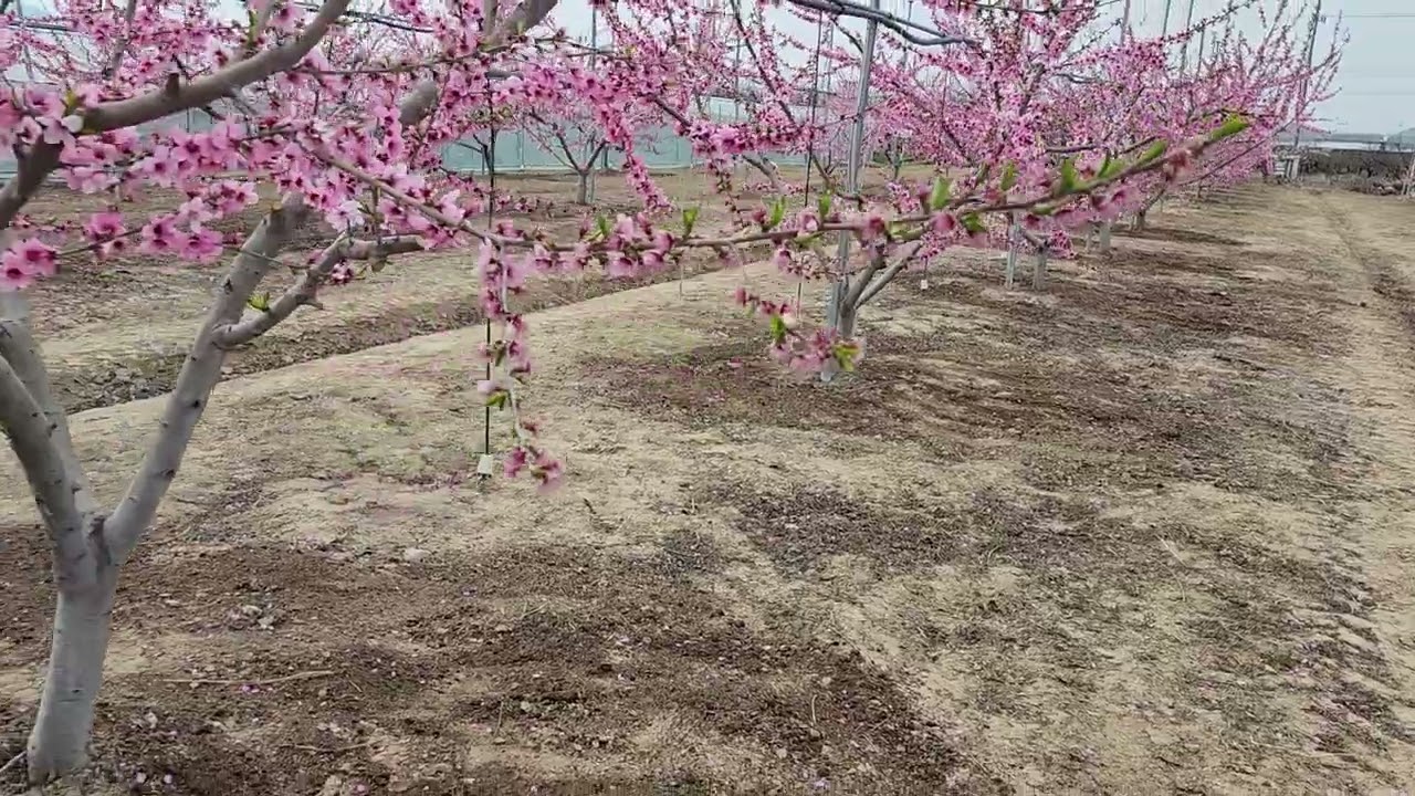신비복숭아 꽃적과 하시면 농사망합니다.수확량 70프로 감소합니다.대극천도 꽃적과 하시면 수확량 감소합니다.물주는방법.